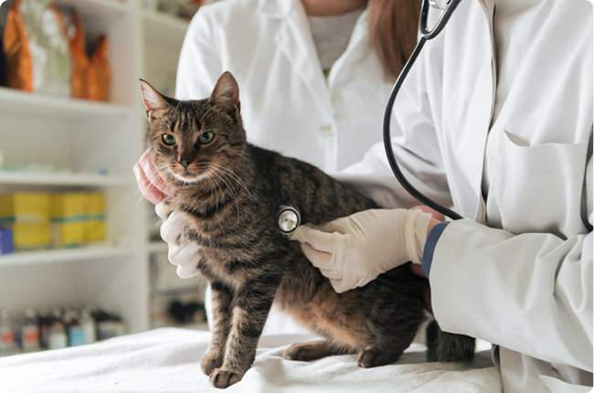 files/cat_checkup_1.png