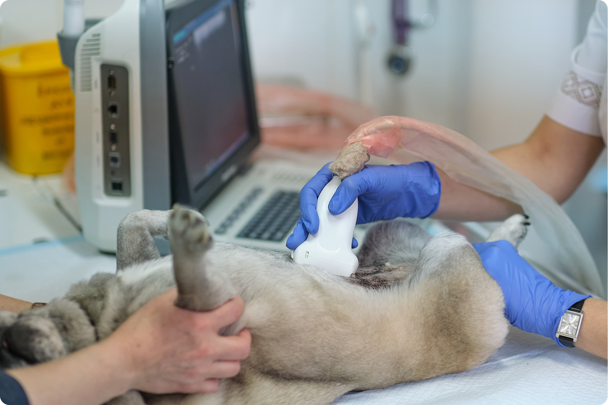 files/dog-having-ultrasound-scan-in-a-veterinary-clinic-2025-02-22-06-16-32-utc_1.png