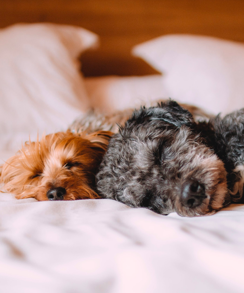 Nutriscan coupon clearance